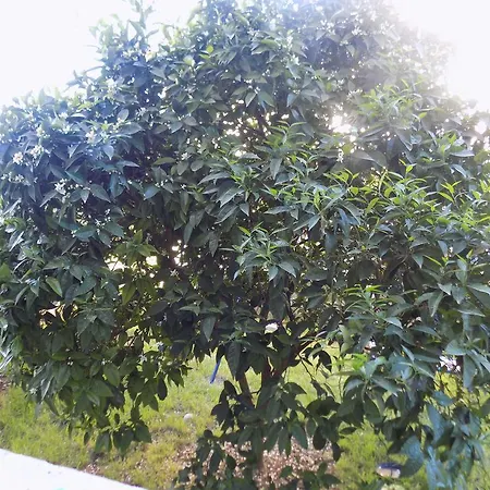 Cabezas זאדאר